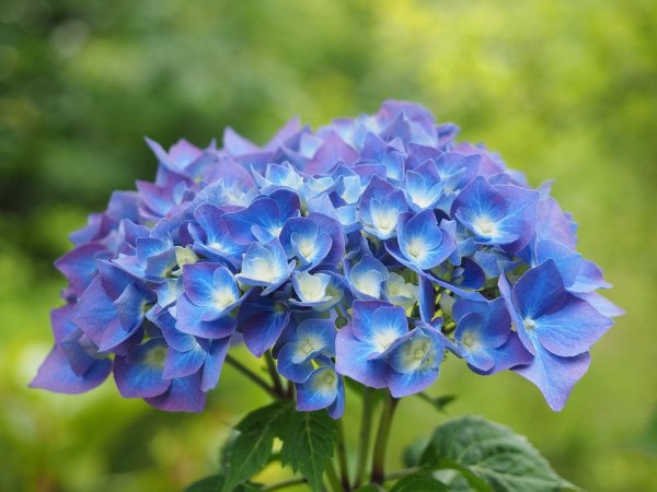 Hydrangea macrophylla Bela ®, Bauernhortensie, 30-40 cm, im 5-l-Container (Ø 23 cm) inkl. Dünger