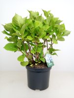 Hydrangea macrophylla Bela ®, Bauernhortensie, 30-40 cm, im 5-l-Container (Ø 23 cm) inkl. Dünger