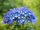 Hydrangea macrophylla Bela ®, Bauernhortensie, 30-40 cm, im 5-l-Container (Ø 23 cm) inkl. Dünger