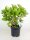 Hydrangea macrophylla Bela ®, Bauernhortensie, 30-40 cm, im 5-l-Container (Ø 23 cm) inkl. Dünger