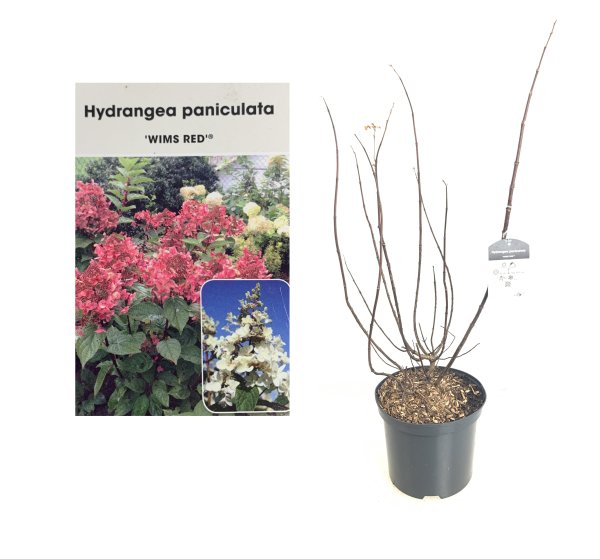 Hydrangea paniculata Wim´s Red®, Rispenhortensie, 40-60 cm, im 5-l-Container (Ø 23 cm) inkl. Dünger