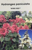 Hydrangea paniculata Wim´s Red®, Rispenhortensie, 40-60 cm, im 5-l-Container (Ø 23 cm) inkl. Dünger