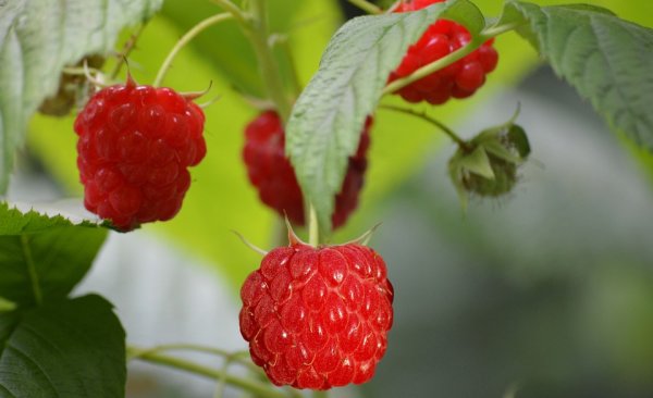 Rubus id. Heritage, Himbeerstrauch, 30-40 cm, im Container inkl. Dünger