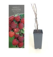 Rubus id. Heritage, Himbeerstrauch, 30-40 cm, im Container inkl. Dünger