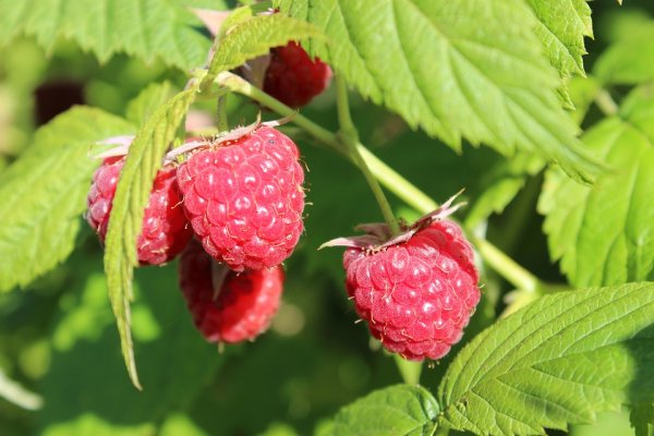 Rubus id. Malling Promise, Himbeerstrauch, 40-60 cm, im Container inkl. Dünger