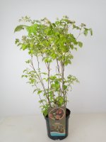 Rubus id. Malling Promise, Himbeerstrauch, 40-60 cm, im Container inkl. Dünger