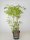 Rubus id. Malling Promise, Himbeerstrauch, 40-60 cm, im Container inkl. Dünger