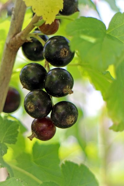 Ribes nigrum Titania®, schwarze Johannisbeere, 30-40 cm, im Container inkl. Dünger