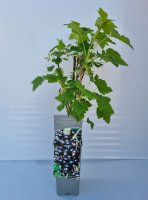 Ribes nigrum Titania®, schwarze Johannisbeere, 30-40 cm, im Container inkl. Dünger