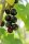 Ribes nigrum Titania®, schwarze Johannisbeere, 30-40 cm, im Container inkl. Dünger