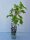 Ribes nigrum Titania®, schwarze Johannisbeere, 30-40 cm, im Container inkl. Dünger