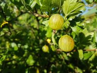Ribes uva-crispa Hinnonmäki gelb, gelbe Stachelbeere, 30-40 cm, im Container inkl. Dünger