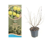 Ribes uva-crispa Hinnonmäki gelb, gelbe Stachelbeere, 30-40 cm, im Container inkl. Dünger