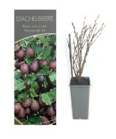 Ribes uva-crispa Hinnonmäki rot, Rote Stachelbeere, 30-40 cm, im Container inkl. Dünger