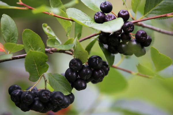 Aronia melanocarpa Viking, Apfelbeere, 30-40 cm, im 2-l-Container (Ø 17 cm) inkl. Dünger