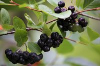 Aronia melanocarpa Viking, Apfelbeere, 30-40 cm, im 2-l-Container (Ø 17 cm) inkl. Dünger
