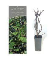 Aronia melanocarpa Viking, Apfelbeere, 30-40 cm, im 2-l-Container (Ø 17 cm) inkl. Dünger
