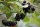 Aronia melanocarpa Viking, Apfelbeere, 30-40 cm, im 2-l-Container (Ø 17 cm) inkl. Dünger