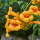 Campsis radicans Flava, Gelbe Klettertrompete, 40-60 cm, im 2-l-Container (Ø 17 cm) inkl. Dünger