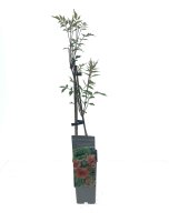 Campsis  tagliabuana Madame Galen, Orangerote Trompetenblume, 40-60 cm, im 2-l-Container (Ø 17 cm) inkl. Dünger