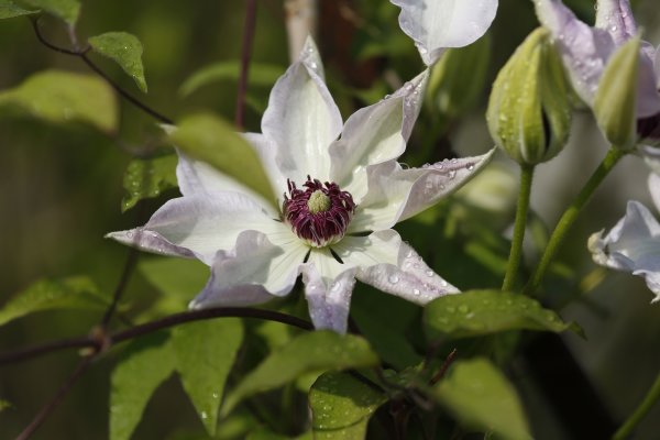 Clematis Miss Bateman, blühende Kletterpflanze, 60-100 cm, im 2-l-Container (Ø 17 cm) inkl. Dünger