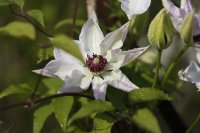Clematis Miss Bateman, blühende Kletterpflanze, 60-100 cm, im 2-l-Container (Ø 17 cm) inkl. Dünger