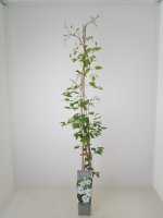 Clematis Miss Bateman, blühende Kletterpflanze, 60-100 cm, im 2-l-Container (Ø 17 cm) inkl. Dünger