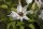 Clematis Miss Bateman, blühende Kletterpflanze, 60-100 cm, im 2-l-Container (Ø 17 cm) inkl. Dünger