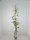 Clematis Miss Bateman, blühende Kletterpflanze, 60-100 cm, im 2-l-Container (Ø 17 cm) inkl. Dünger
