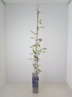 Clematis Multi Blue, dunkelblaue Kletterpflanze, 60-100 cm, im 2-l-Container (Ø 17 cm) inkl. Dünger