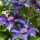 Clematis Multi Blue, dunkelblaue Kletterpflanze, 60-100 cm, im 2-l-Container (Ø 17 cm) inkl. Dünger