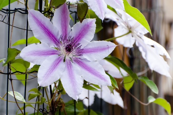 Clematis Nelly Moser, rosa Kletterpflanze, 60-100 cm, im 2-l-Container (Ø 17 cm) inkl. Dünger