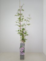 Clematis Nelly Moser, rosa Kletterpflanze, 60-100 cm, im 2-l-Container (Ø 17 cm) inkl. Dünger