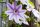 Clematis Nelly Moser, rosa Kletterpflanze, 60-100 cm, im 2-l-Container (Ø 17 cm) inkl. Dünger
