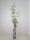 Clematis Nelly Moser, rosa Kletterpflanze, 60-100 cm, im 2-l-Container (Ø 17 cm) inkl. Dünger