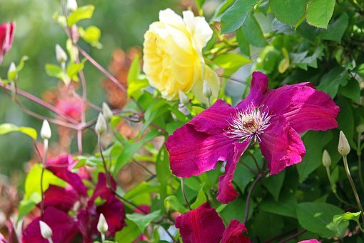 Clematis Rouge Cardinal, samtrote Kletterpflanze, 60-100 cm, im 2-l-Container (Ø 17 cm) inkl. Dünger