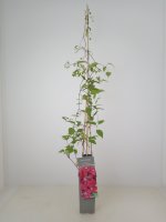 Clematis Rouge Cardinal, samtrote Kletterpflanze, 60-100 cm, im 2-l-Container (Ø 17 cm) inkl. Dünger