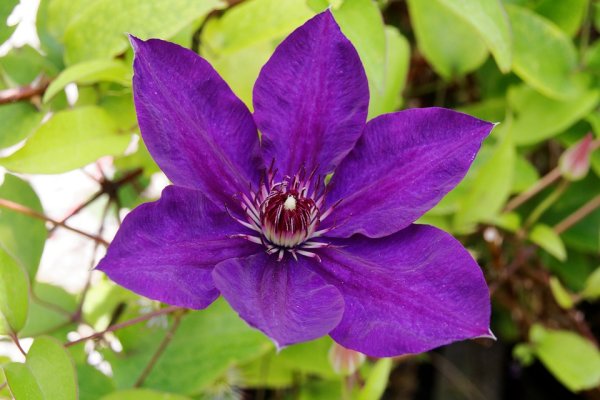 Clematis The President®, dunkelblaue Kletterpflanze, 60-100 cm, im 2-l-Container (Ø 17 cm) inkl. Dünger