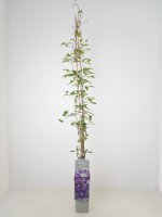 Clematis The President®, dunkelblaue Kletterpflanze, 60-100 cm, im 2-l-Container (Ø 17 cm) inkl. Dünger