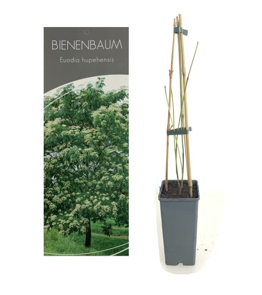 Euodia hupehensis, Bienenbaum, 30-40 cm, im 2-l-Container (Ø 17 cm) inkl. Dünger