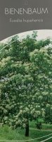 Euodia hupehensis, Bienenbaum, 30-40 cm, im 2-l-Container (Ø 17 cm) inkl. Dünger