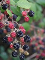 Rubus fruticosus Black Satin, Brombeere, 30-50 cm, im Container inkl. Dünger