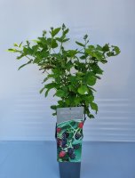 Rubus fruticosus Black Satin, Brombeere, 30-50 cm, im Container inkl. Dünger