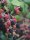 Rubus fruticosus Black Satin, Brombeere, 30-50 cm, im Container inkl. Dünger
