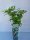 Rubus fruticosus Black Satin, Brombeere, 30-50 cm, im Container inkl. Dünger
