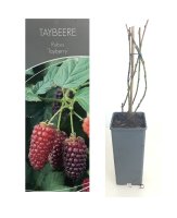 Rubus Tayberry Medana®, Brom-Himbeere, 30-40 cm, im Container inkl. Dünger