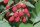 Rubus Tayberry Medana®, Brom-Himbeere, 30-40 cm, im Container inkl. Dünger