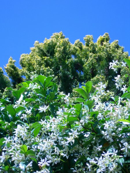 Trachelospermum jasminoides, Sternjasmin, 40-60 cm, im 2-l-Container (Ø 17 cm) inkl. Dünger