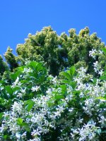 Trachelospermum jasminoides, Sternjasmin, 40-60 cm, im 2-l-Container (Ø 17 cm) inkl. Dünger