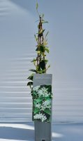 Trachelospermum jasminoides, Sternjasmin, 40-60 cm, im 2-l-Container (Ø 17 cm) inkl. Dünger